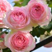 ヒメ日記 2026/02/10 17:32 投稿 紅羽【くれは】 丸妻 西船橋店