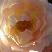 ヒメ日記 2026/02/15 19:15 投稿 紅羽【くれは】 丸妻 西船橋店