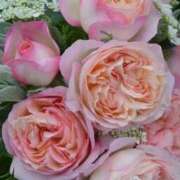 ヒメ日記 2026/03/29 23:22 投稿 紅羽【くれは】 丸妻 西船橋店