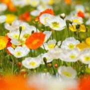 ヒメ日記 2025/01/13 23:03 投稿 みつき　ゴールド+5 CLUB虎の穴 福岡店