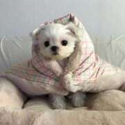 ヒメ日記 2025/02/05 07:45 投稿 みつき　ゴールド+5 CLUB虎の穴 福岡店