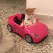 ヒメ日記 2025/02/28 02:42 投稿 みつき　ゴールド+5 CLUB虎の穴 福岡店