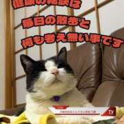 ヒメ日記 2025/05/11 04:25 投稿 希咲-きさき- ただ離婚してないだけ