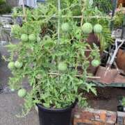 ヒメ日記 2025/08/19 21:19 投稿 相沢ひかる 回春性感アロマピーチ