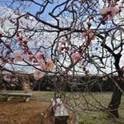 ヒメ日記 2024/03/19 10:18 投稿 ルイ（極） 人妻生レンタル