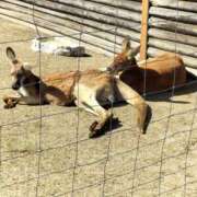 ヒメ日記 2024/03/08 05:56 投稿 有本和美 五十路マダム　和歌山店