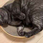 ヒメ日記 2025/03/13 05:06 投稿 有本和美 五十路マダム　和歌山店