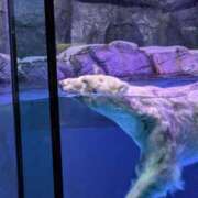 ヒメ日記 2025/03/21 05:48 投稿 有本和美 五十路マダム　和歌山店