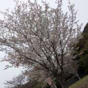 ヒメ日記 2025/04/04 06:32 投稿 有本和美 五十路マダム　和歌山店