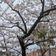 ヒメ日記 2025/04/05 18:06 投稿 有本和美 五十路マダム　和歌山店