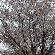 ヒメ日記 2025/04/06 16:20 投稿 有本和美 五十路マダム　和歌山店