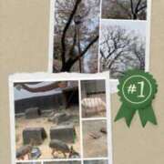 ヒメ日記 2025/04/09 05:40 投稿 有本和美 五十路マダム　和歌山店