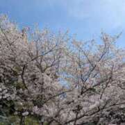 ヒメ日記 2025/04/10 21:26 投稿 有本和美 五十路マダム　和歌山店