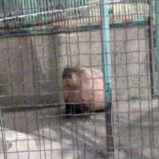 ヒメ日記 2025/04/11 21:08 投稿 有本和美 五十路マダム　和歌山店