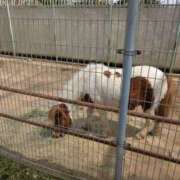 ヒメ日記 2025/04/12 21:36 投稿 有本和美 五十路マダム　和歌山店