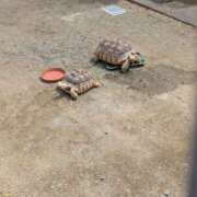 ヒメ日記 2025/04/15 05:50 投稿 有本和美 五十路マダム　和歌山店