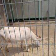 ヒメ日記 2025/04/16 00:24 投稿 有本和美 五十路マダム　和歌山店