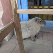 ヒメ日記 2025/05/07 04:44 投稿 有本和美 五十路マダム　和歌山店