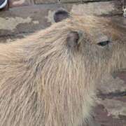 ヒメ日記 2025/05/08 07:30 投稿 有本和美 五十路マダム　和歌山店