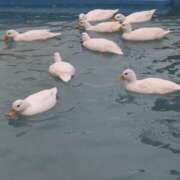 ヒメ日記 2025/05/10 16:28 投稿 有本和美 五十路マダム　和歌山店