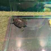 ヒメ日記 2025/05/12 05:36 投稿 有本和美 五十路マダム　和歌山店