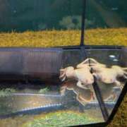 ヒメ日記 2025/05/13 05:44 投稿 有本和美 五十路マダム　和歌山店