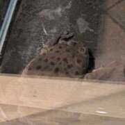 ヒメ日記 2025/05/17 16:12 投稿 有本和美 五十路マダム　和歌山店