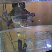 ヒメ日記 2025/05/18 05:52 投稿 有本和美 五十路マダム　和歌山店