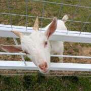 ヒメ日記 2025/05/20 21:08 投稿 有本和美 五十路マダム　和歌山店