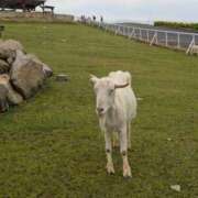 ヒメ日記 2025/05/23 21:20 投稿 有本和美 五十路マダム　和歌山店