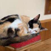 ヒメ日記 2025/05/27 08:32 投稿 有本和美 五十路マダム　和歌山店