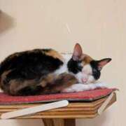 ヒメ日記 2025/05/31 16:10 投稿 有本和美 五十路マダム　和歌山店