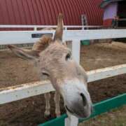 ヒメ日記 2025/06/02 16:20 投稿 有本和美 五十路マダム　和歌山店