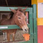 ヒメ日記 2025/06/03 06:34 投稿 有本和美 五十路マダム　和歌山店