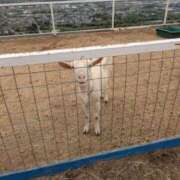 ヒメ日記 2025/06/04 05:52 投稿 有本和美 五十路マダム　和歌山店