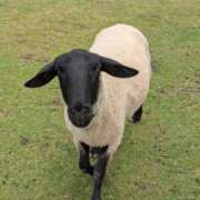 ヒメ日記 2025/06/05 04:34 投稿 有本和美 五十路マダム　和歌山店