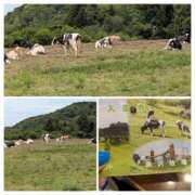 ヒメ日記 2025/06/08 05:28 投稿 有本和美 五十路マダム　和歌山店