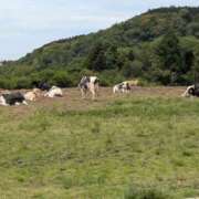 ヒメ日記 2025/06/09 21:20 投稿 有本和美 五十路マダム　和歌山店