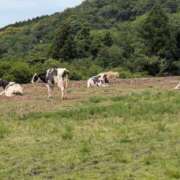 ヒメ日記 2025/06/10 21:20 投稿 有本和美 五十路マダム　和歌山店