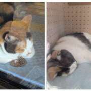 ヒメ日記 2025/09/03 16:40 投稿 有本和美 五十路マダム　和歌山店