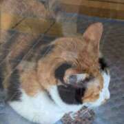 ヒメ日記 2025/09/06 16:16 投稿 有本和美 五十路マダム　和歌山店