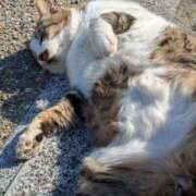 ヒメ日記 2025/11/17 00:08 投稿 有本和美 五十路マダム　和歌山店