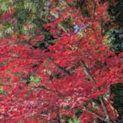 ヒメ日記 2025/11/18 06:20 投稿 有本和美 五十路マダム　和歌山店