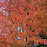 ヒメ日記 2025/11/20 00:22 投稿 有本和美 五十路マダム　和歌山店