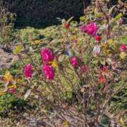 ヒメ日記 2026/02/06 07:20 投稿 有本和美 五十路マダム　和歌山店