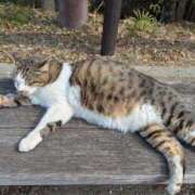 ヒメ日記 2026/02/26 15:34 投稿 有本和美 五十路マダム　和歌山店