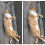 ヒメ日記 2026/03/15 07:44 投稿 有本和美 五十路マダム　和歌山店