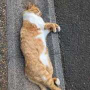 ヒメ日記 2026/03/28 07:58 投稿 有本和美 五十路マダム　和歌山店