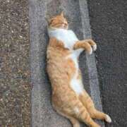 ヒメ日記 2026/03/29 15:24 投稿 有本和美 五十路マダム　和歌山店