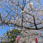 ヒメ日記 2026/04/13 08:04 投稿 有本和美 五十路マダム　和歌山店